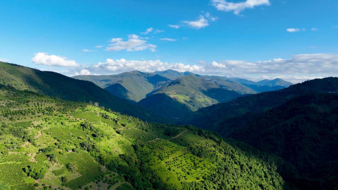 烟火 一粒咖啡豆的云南奇旅CQ9电子专用平台国寿映(图3)