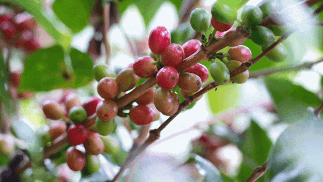 烟火 一粒咖啡豆的云南奇旅CQ9电子专用平台国寿映(图5)