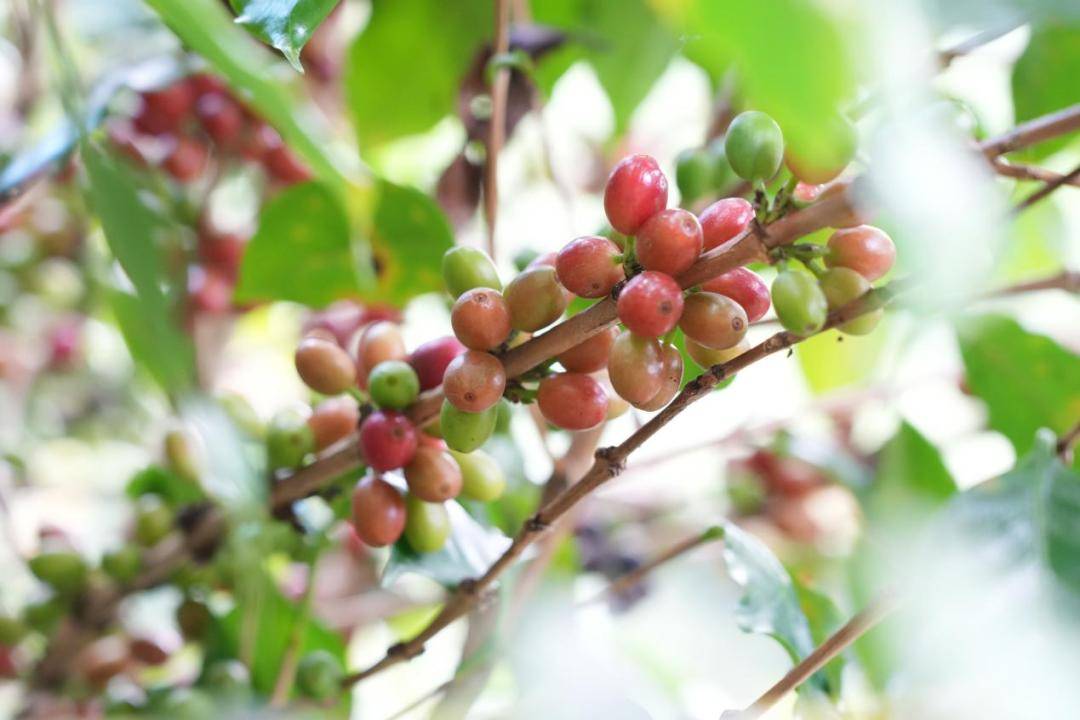 烟火 一粒咖啡豆的云南奇旅CQ9电子专用平台国寿映(图7)