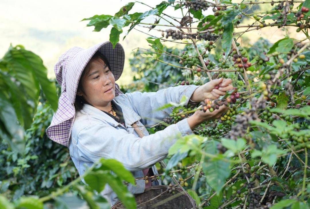 烟火 一粒咖啡豆的云南奇旅CQ9电子专用平台国寿映(图8)